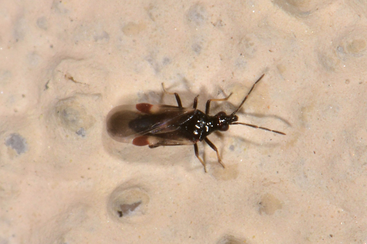 Microphysidae? S, Loricula freyi, femmina e maschio (adulto e ninfa) dell''Abruzzo